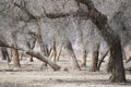 Turanga is a relict tree of the deserts of Kazakhstan not far from the village of Zheltorangi Royalty Free Stock Photo