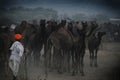 Turban Man in Camel Fair, Pushkar, Rajasthan, India