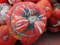 Turban squash, Cucurbita maxima