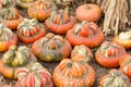 Turban Squash in a Pumpkin Patch in Northern California