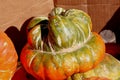 Turban Squash, Turq's Turban, Cucurbita maxima Royalty Free Stock Photo