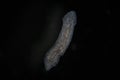 Turbellaria Flatworms Planaria by microscope. Freshwater microscopic wild nature and aquarium inhabitant