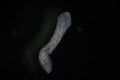 Turbellaria Flatworms Planaria by microscope. Freshwater microscopic wild nature and aquarium inhabitant Royalty Free Stock Photo