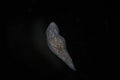 Turbellaria Flatworms Planaria by microscope. Freshwater microscopic wild nature and aquarium inhabitant Royalty Free Stock Photo