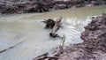 Turbid River Flowing With Dead Trees