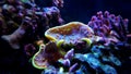 Turbinaria lps coral in reef aquarium tank Royalty Free Stock Photo
