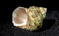 Turbinidae shell on a black sand background