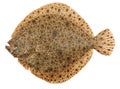 Turbot Fish Royalty Free Stock Photo