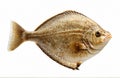 Turbot fish, cut out on white background