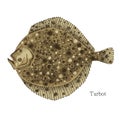 Turbot fish hand drawn realistic illustration