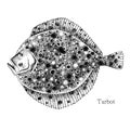 Turbot fish hand drawn realistic illustration