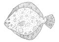 Turbot fish hand drawn. White and black. Beautiful fish isolated on white background. Design element. Coloring page. Vector Royalty Free Stock Photo