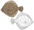 Turbot fish icon isolated, hand drawing. Set of beautiful fish in color and white with black. Vector illustration