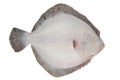 Turbot fish isolated on white background. White side Royalty Free Stock Photo