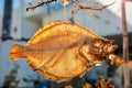 Turbot fish skeleton