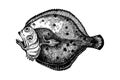 Turbot fish sketch. Hand drawn vector illustration. Seafood design element for packaging. Engraved style illustration. Flounder