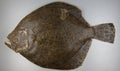 Turbot on grey background, fish Royalty Free Stock Photo