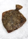 TURBOT POISSONNERIE Royalty Free Stock Photo