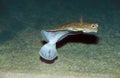 Turbot, scophthalmus maximus, Adult swimming Royalty Free Stock Photo