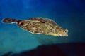 Turbot, scophthalmus maximus, Adult swimming Royalty Free Stock Photo