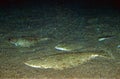 Turbot, scophthalmus maximus, Adults Camouflaged on Sand Royalty Free Stock Photo