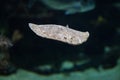 Turbot (Scophthalmus maximus). Royalty Free Stock Photo