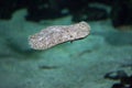 Turbot Scophthalmus maximus. Royalty Free Stock Photo