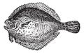 Turbot or Scophthalmus maximus, vintage engraving