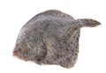 Turbot in studio Royalty Free Stock Photo