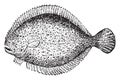 Turbot, vintage engraving