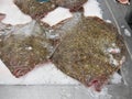 Turbots fish in a market Royalty Free Stock Photo