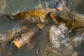 Fishes gimmick in lake