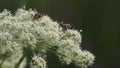 Turbulent life on a flower of umbelliferae plant: flys, wasps, beetles. Pair of beetles are copu