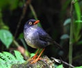 Another beautibul Thrush Royalty Free Stock Photo