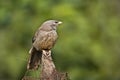 Turdoides striata, jungle babbler perched on a log, Bardia, Nepal