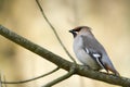 Turdoides striata, jungle babbler perched on a log, Bardia, Nepal