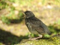 Turdus bird