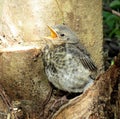 Turdus bird