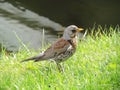 Turdus bird