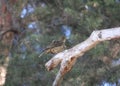 Turdus grayi bird in a park in Mixco City, Guatemala.