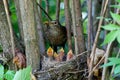 Turdus merula, Blackbird Royalty Free Stock Photo