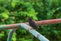 Turdus merula - Blackbird sitting on the railing and the city in the background Royalty Free Stock Photo