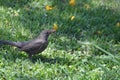 Turdus merula blackbird with worms in it`s break on green grass