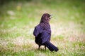 Turdus merula -Blackbird-Young Blackbird Royalty Free Stock Photo