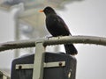Turdus merula or Common Blackbird, England Royalty Free Stock Photo