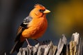 Turdus merula, the common blackbird, a melodious member of Turdidae