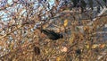 Turdus merula on a tree branch.