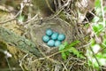 Turdus philomelos, Song Thrush. Royalty Free Stock Photo