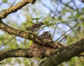 Turdus pilaris bird feeding its nestlings Royalty Free Stock Photo