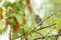 Turdus Pilaris chick sits on a branch Royalty Free Stock Photo